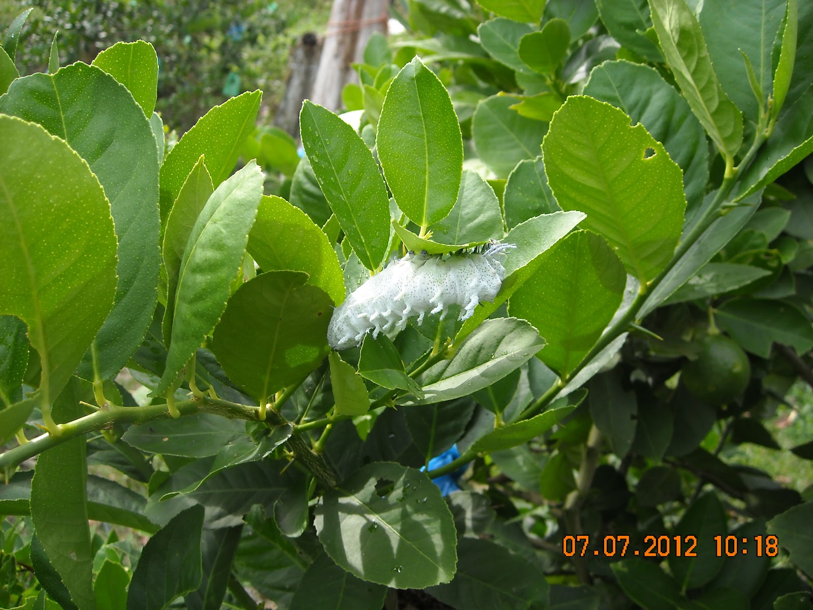 Atlas Moth Caterpillar For Sale