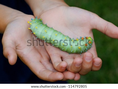 Atlas Moth Caterpillar For Sale