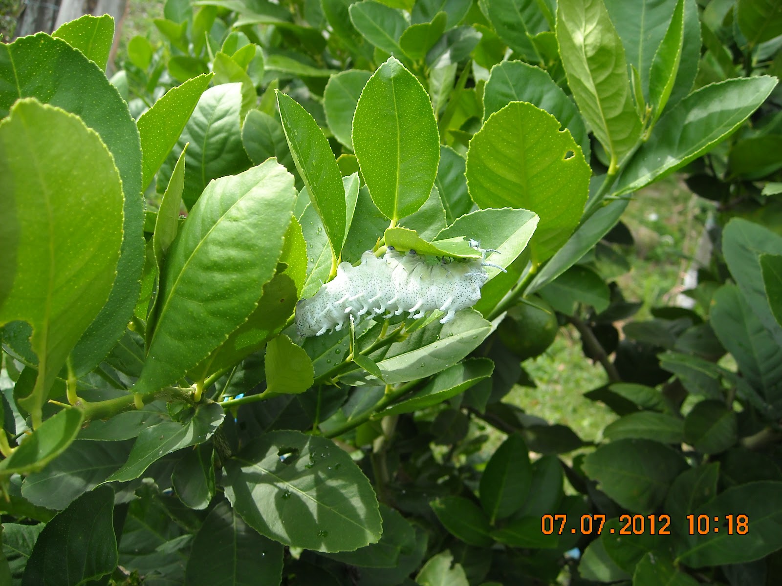 Atlas Moth Caterpillar For Sale