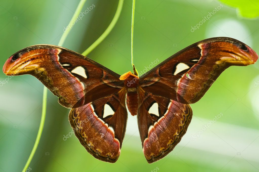 Atlas Moth Caterpillar For Sale