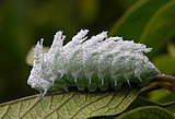 Atlas Moth Caterpillar For Sale