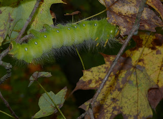 Atlas Moth Caterpillar For Sale