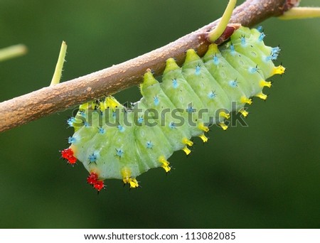 Atlas Moth Caterpillar For Sale