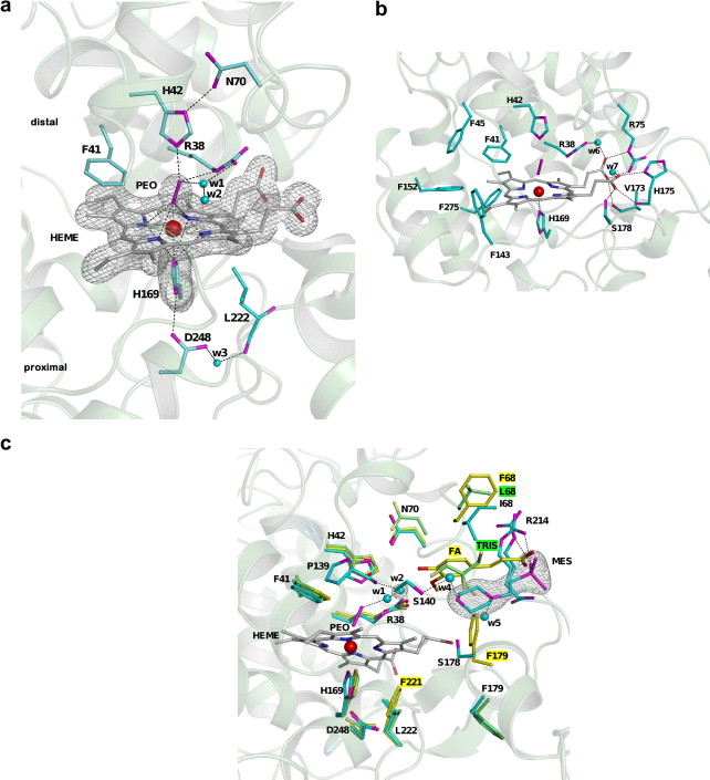 Atomic Structure Of Hydrogen Peroxide