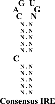 Atomic Structure Of Iron Element