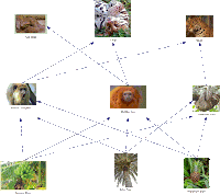 Australian Rainforest Food Web Diagram