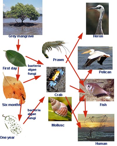 Australian Rainforest Food Web Diagram