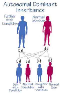 Autosomal Dominant Disorders Definition