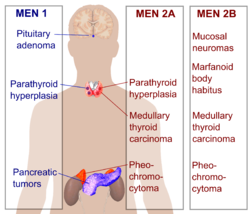 Autosomal Dominant Disorders Mnemonic