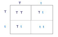 Autosomal Dominant Disorders Punnett Square