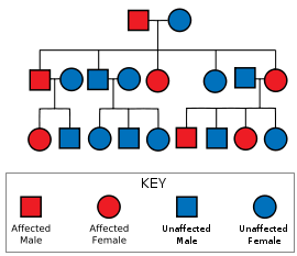 Autosomal Dominant Disorders Skip Generations