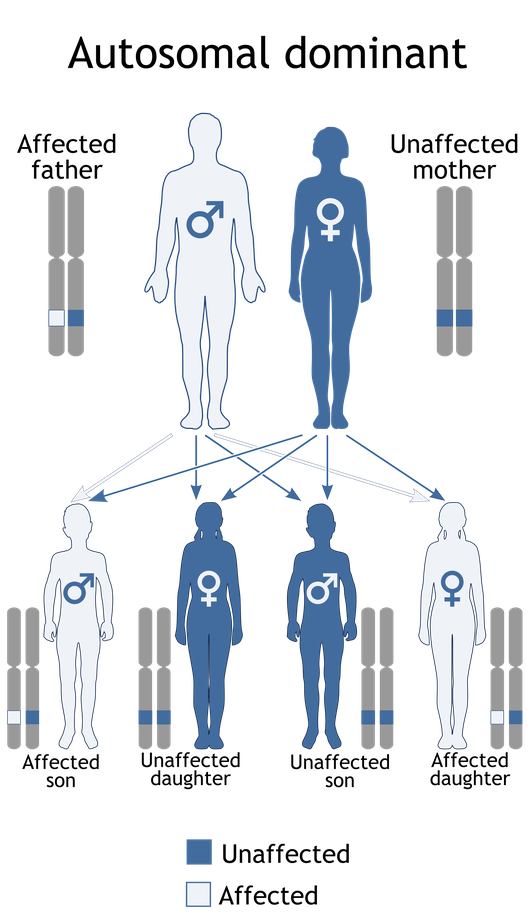 Autosomal Dominant Inheritance Examples