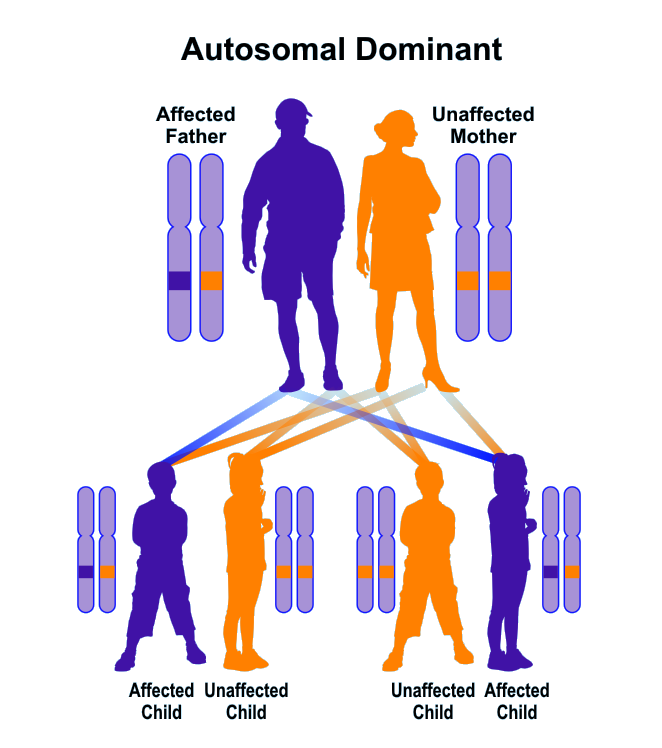 Autosomal Dominant Inheritance Pedigree