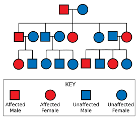 Autosomal Dominant Inheritance Percentage