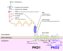 Autosomal Dominant Polycystic Kidney Disease Definition