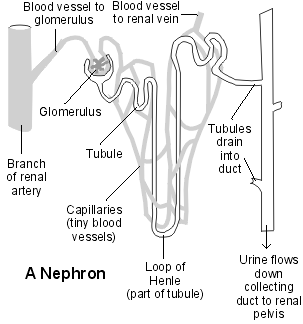 Autosomal Dominant Polycystic Kidney Disease Definition