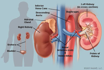 Autosomal Dominant Polycystic Kidney Disease Genetics