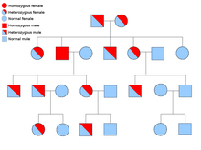 Autosomal Dominant Trait Pedigree Chart