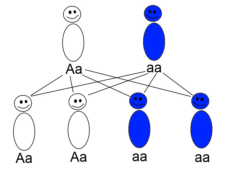 Autosomal Dominant Traits Appear In Equal Frequency In Males And Females