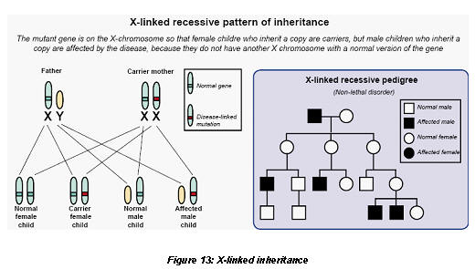 Autosomal Recessive Disorders Are Manifested Even If Only One Member Of The Gene Pair Is Affected