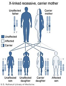 Autosomal Recessive Disorders Are Manifested Even If Only One Member Of The Gene Pair Is Affected