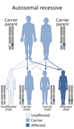 Autosomal Recessive Disorders In Humans