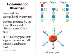 Autosomal Recessive Inheritance Consanguinity