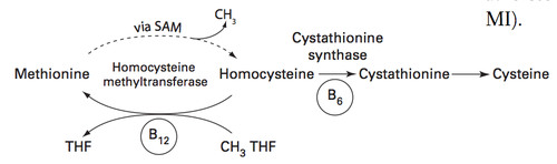 Autosomal Recessive Inheritance Lactose Metabolism Is Blocked