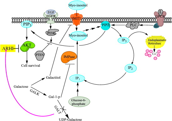 Autosomal Recessive Inheritance Lactose Metabolism Is Blocked