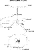 Autosomal Recessive Inheritance Lactose Metabolism Is Blocked