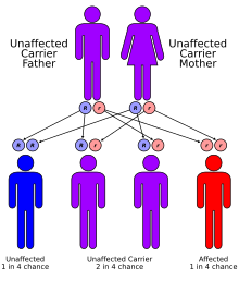 Autosomal Recessive Inheritance Pattern