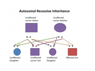 Autosomal Recessive Inheritance Probability