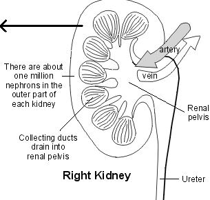 Autosomal Recessive Polycystic Kidney Disease Symptoms