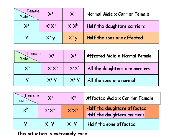 Autosomal Recessive Punnett Square Examples