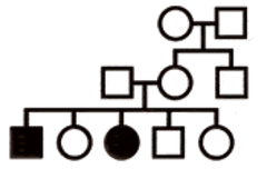 Autosomal Recessive Punnett Square Examples