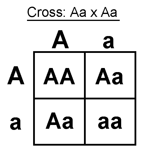 Autosomal Recessive Punnett Square Examples