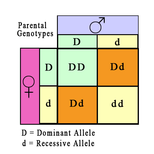 Autosomal Recessive Trait Punnett Square