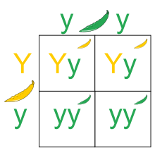 Autosomal Recessive Trait Punnett Square