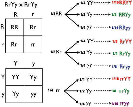 Autosomal Recessive Trait Punnett Square