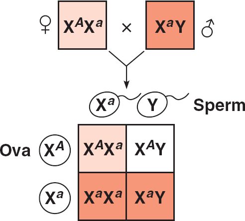 Autosomal Recessive Traits Can Skip Generations