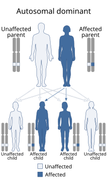 Autosomal Recessive Traits Can Skip Generations