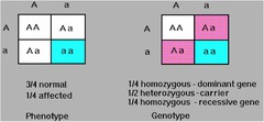 Autosomal Recessive Traits Skip Generations