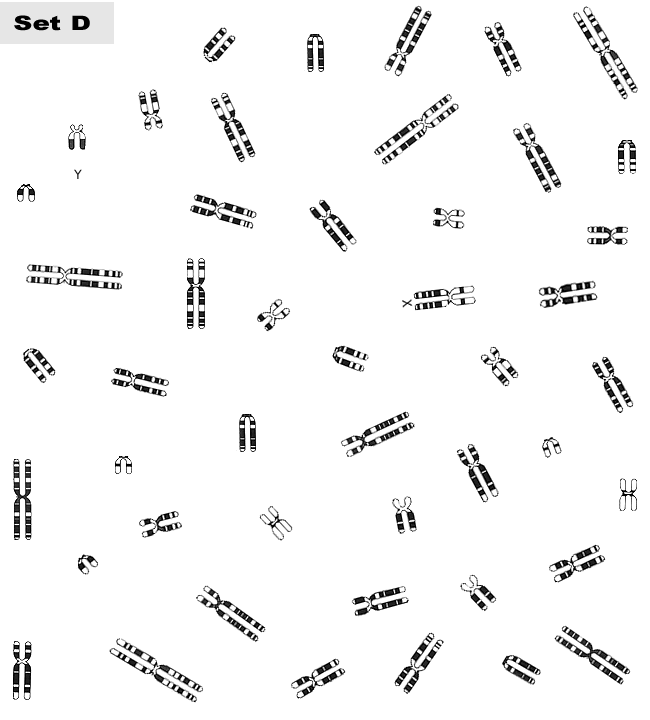 Autosomes In A Karyotype