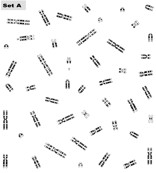 Autosomes In A Karyotype