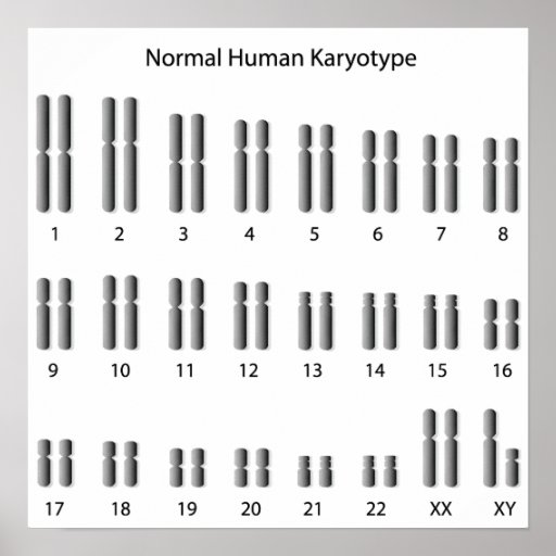 Autosomes In A Karyotype