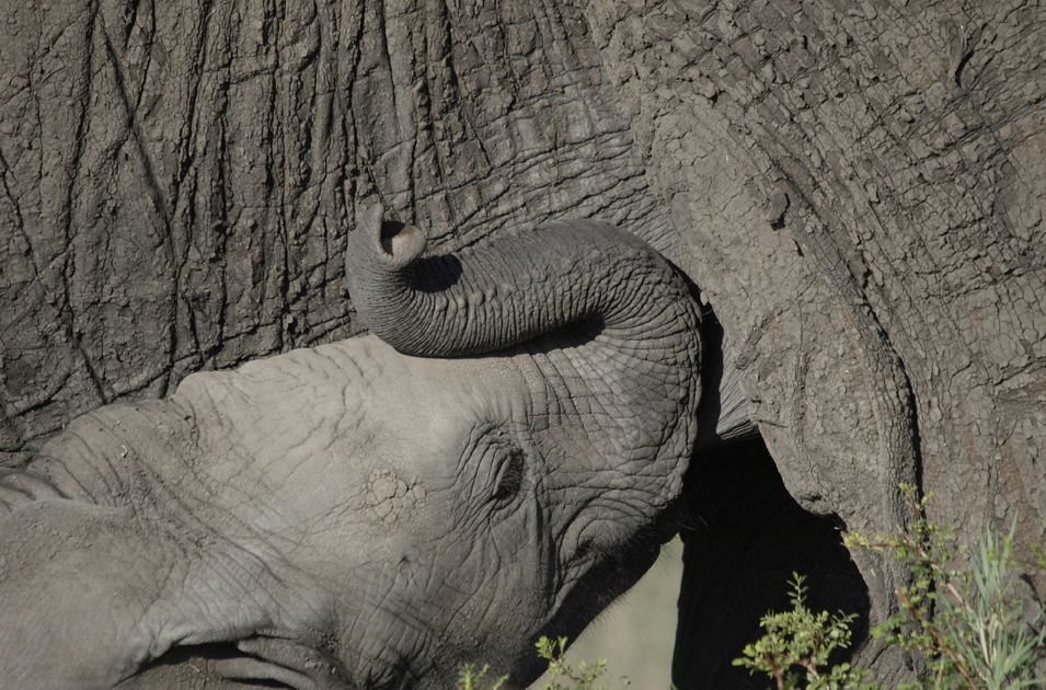 Baby Elephant And Mother