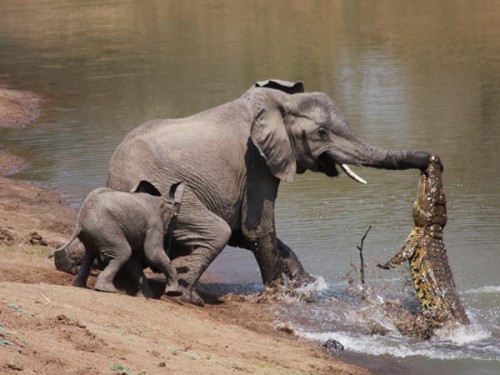 Baby Elephant And Mother