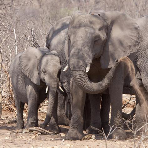 Baby Elephant And Mother