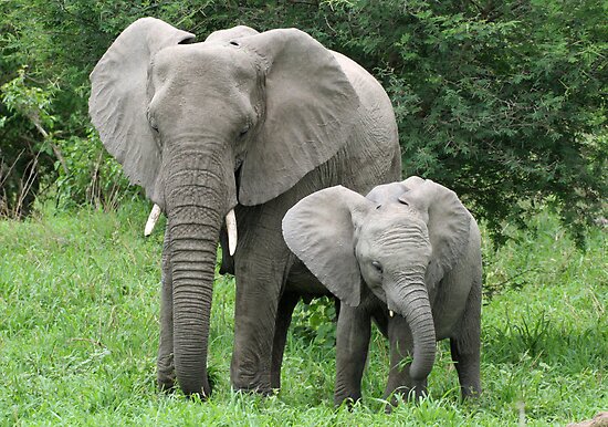 Baby Elephant And Mother