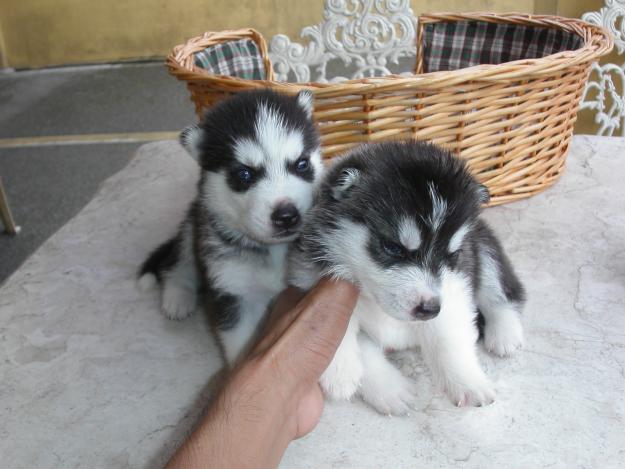 Baby Huskies For Sale